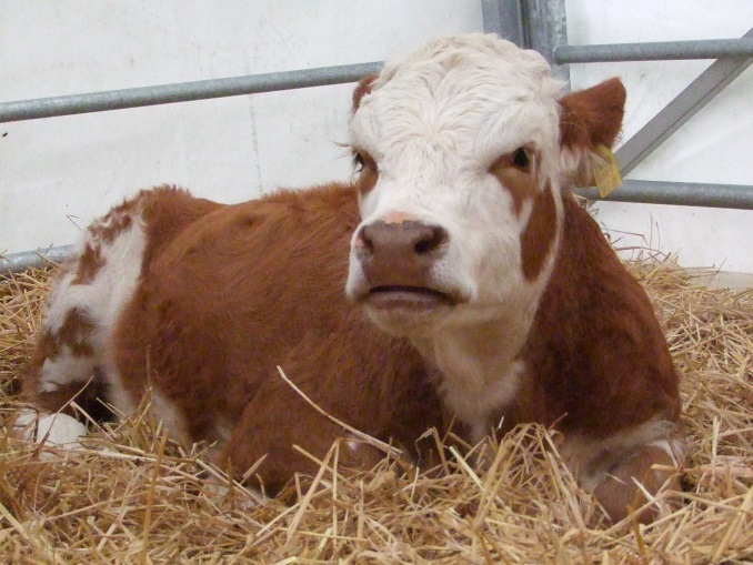 Manx cow