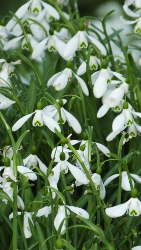 A Swathe of Snowdrops in Dalby