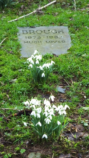 Snowdrops in Dalby