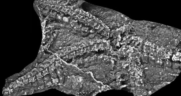 435 million year old fossil found in Connemara