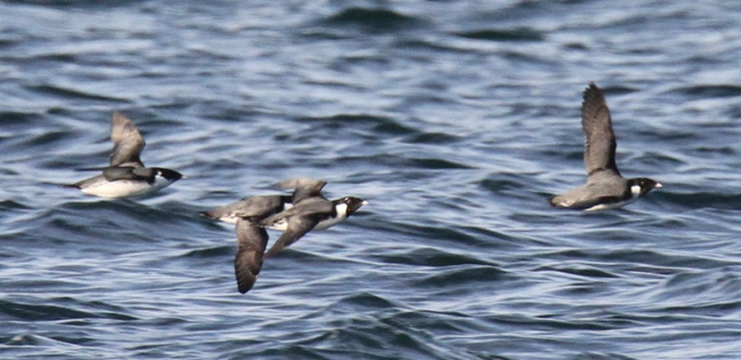 Ancient Murrelets. Credit: Daniel Donneck