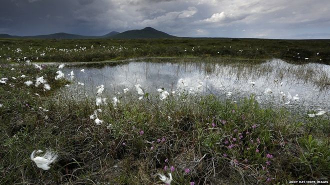 Andy Hay/RSPB Images. The Flow Country Scotland's largest area of peatlands and blanket bog