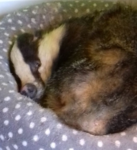 Badger sleeping in cat basket. Image from Scottish SPCA