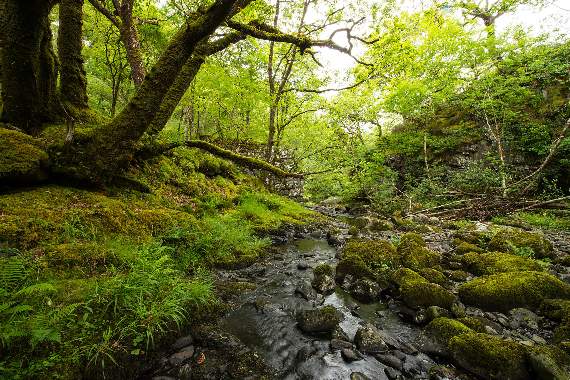 Celtic Rainforest picture from Cambrian News