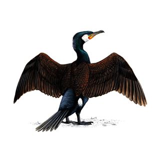 Cormorant image from RSPB