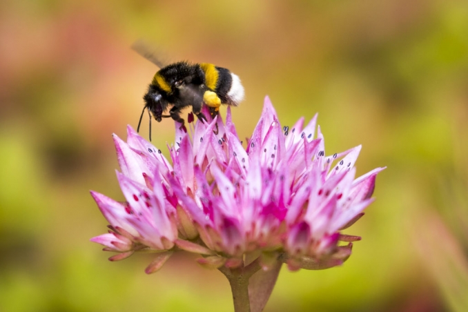 Cuckoo Bumblebee courtesy of the Irish Post