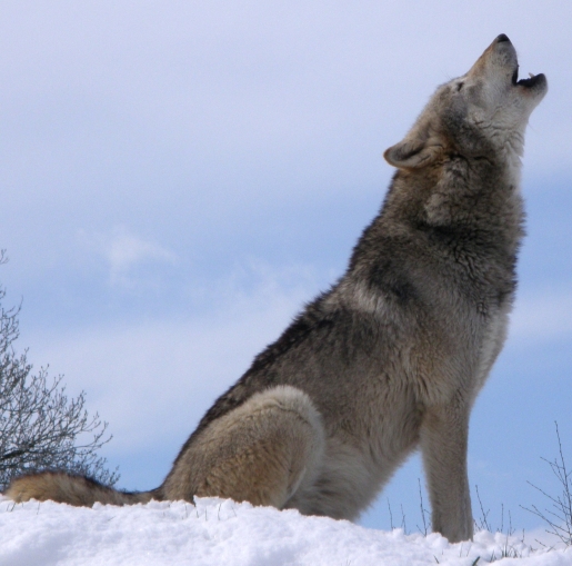 Grey wolf image from wikipedia