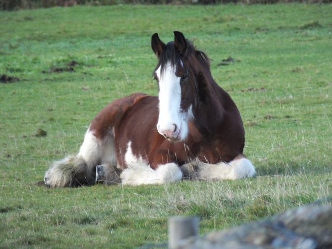 A relaxed spectator watches Hunt the Wren at the bottom of Slieau Whallian