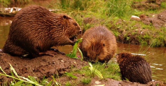 Image: Welsh Beaver Project