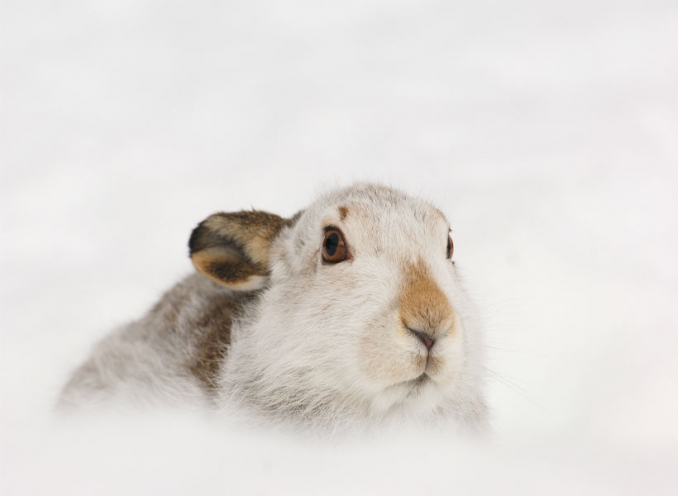 Image: Hare from animal protection charity OneKind