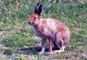 Irish hare