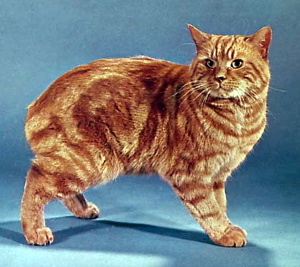 Manx cat