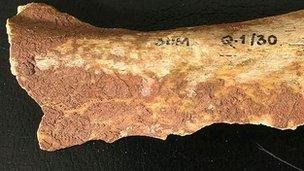Red ochre covered bone of Red Lady of Paviland