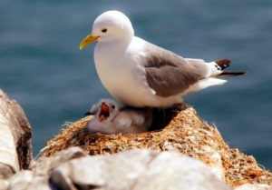 Seabird