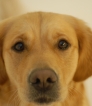 Irish Guide Dogs for the Blind