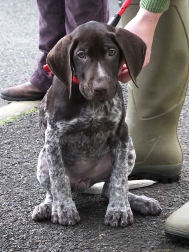 10 week old Jinny at her first Hunt the Wren