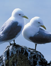 Kittiwakes rspb image