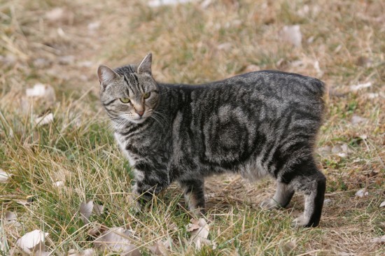 Manx Cat