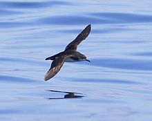 Manx Shearwater