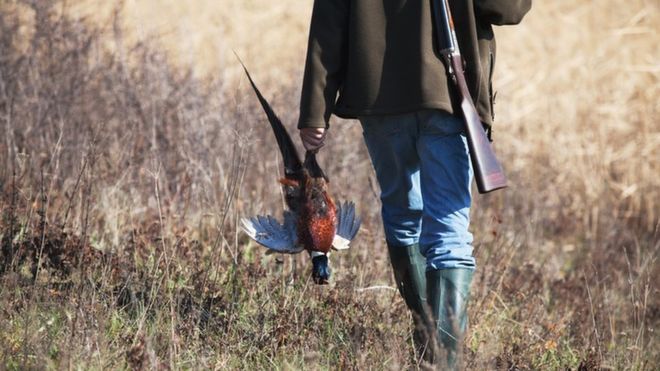 Pheasant Shooting. Picture Getty Images