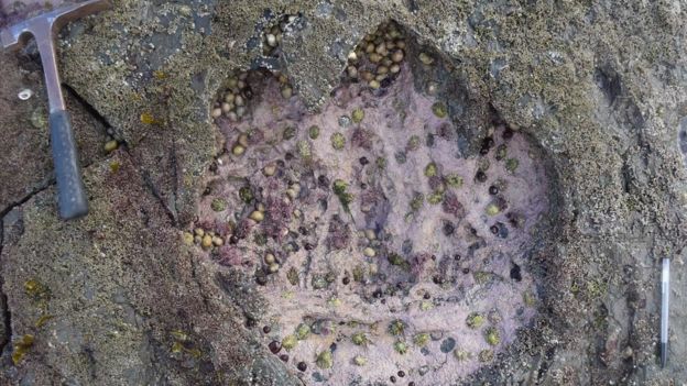 Photograph of tracks: Paige dePolo/University of Edinb/PA