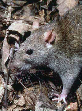 Rattus Norvegicus the brown rat