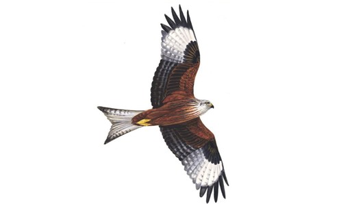 Red kite illustration RSPB