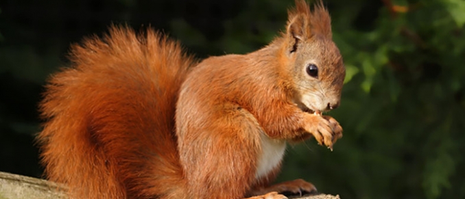 Red Squirrell