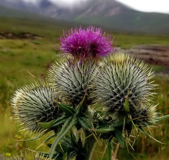 Scottish Thistle