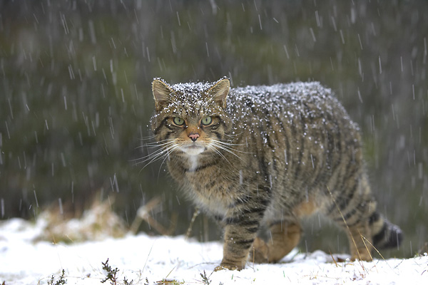 Scottish Wildcat. Picture from Electric Scotland.