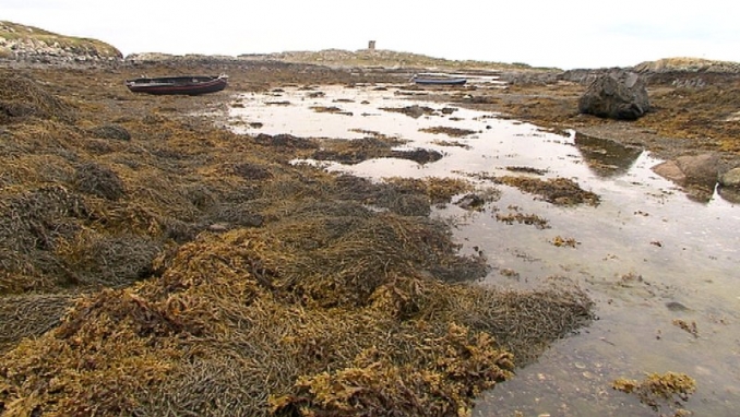 Seaweed harvesting picture from RTÉ 