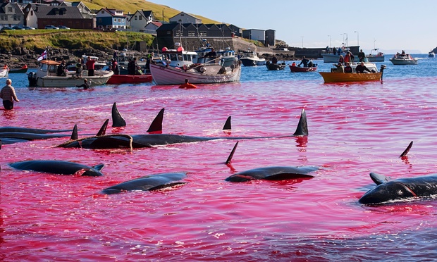  Slaughter of Whels in Faroes Islands Photograph Eydfinnur OlsenAlamy