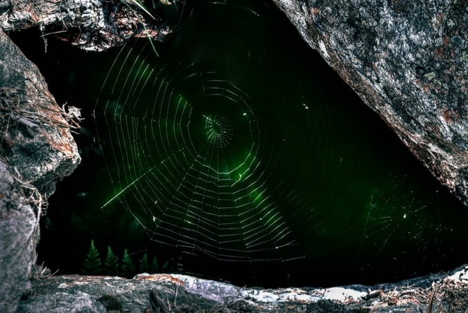 Spiders web