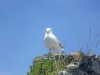 Seagull Nesting on Castell Conwy