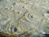 Drumtroddan Cup and Ring Stones 2
