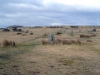 The Hurlers Stone Circles