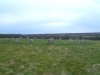 Merry Maidens Stone Circle