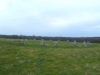 Merry Maidens Stone Circle