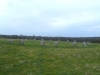 Merry Maidens Stone Circle