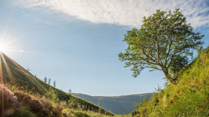 The Survivor Tree,  Carrifran Valley in southern Scotland, picture by Aiden Maccormick/WTML