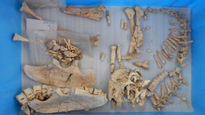  Image courtesy of University of Edinburgh. Skeletons of new species of dinosaur Oksovo avarsan