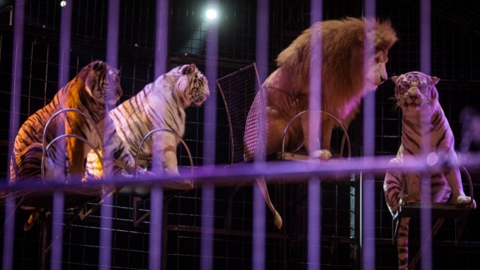 Wild animals in circuses. Image from PA
