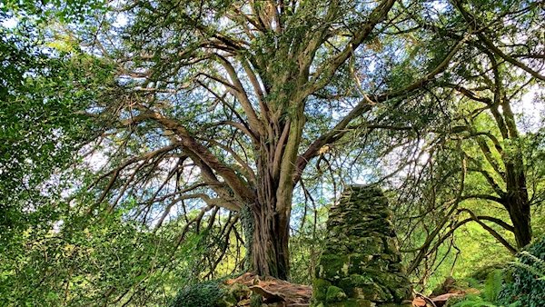 Witch's Yew Tree, Ireland's Tree of the Year 2019