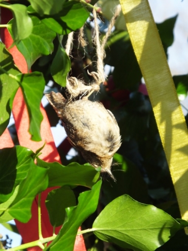 This wren died of natural causes before the 2013 event at St John's