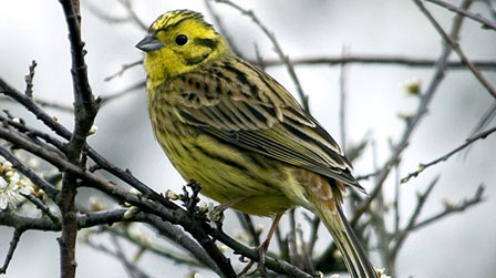 Yellowhammer. Image from BBC Wales.